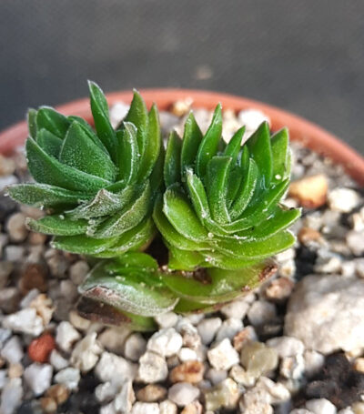 Crassula Buddha's Temple