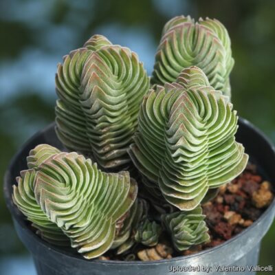 Crassula Buddha's Temple - Зображення 2