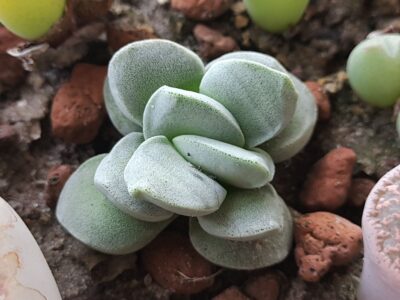 Crassula Dimples