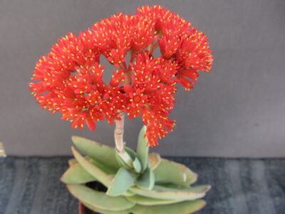 Crassula falcata - Зображення 2