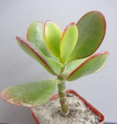Crassula ovata solana