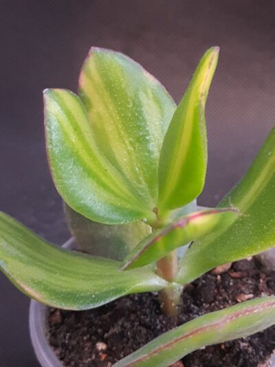 Crassula Solana