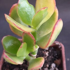 Crassula Sunset | 29