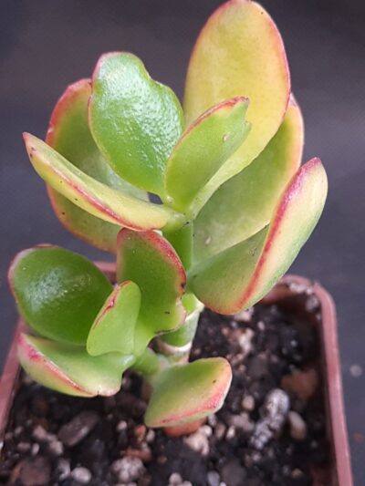 Crassula Sunset