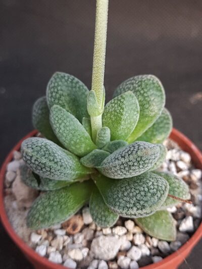 Crassula Tecta