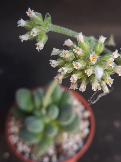 Crassula Tecta - Зображення 2