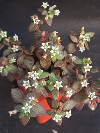 Crassula Volkensii