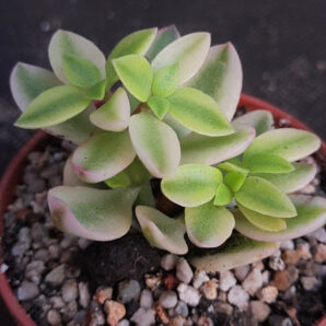 Crassula Volkensii var.