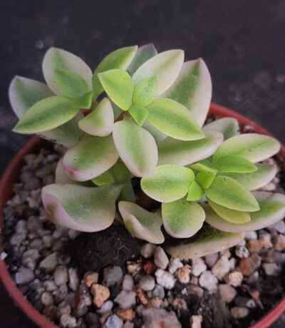 Crassula Volkensii var.