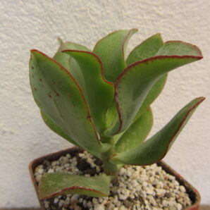 Crassula ovata Blue Bird