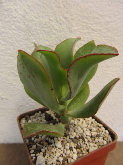 Crassula ovata Blue Bird