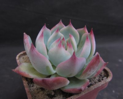 Echeveria chichuahuensis