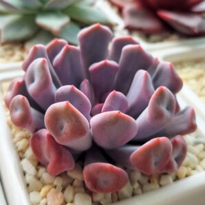 Echeveria Cupid