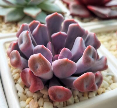 Echeveria Cupid