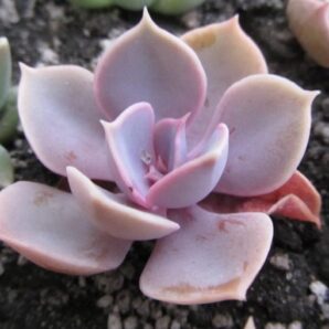Echeveria Perle von Nurnberg