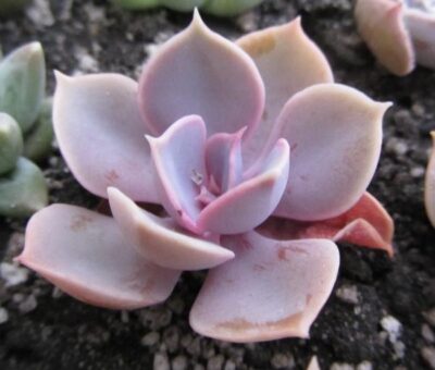 Echeveria Perle von Nurnberg