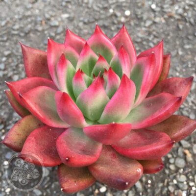 Echeveria agavoides Ladies Choice - Зображення 2