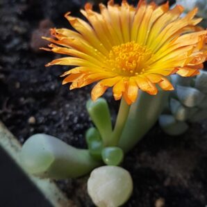 Fenestraria Aurantiaca | 53