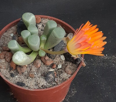 Fenestraria aurantiaca - Зображення 2