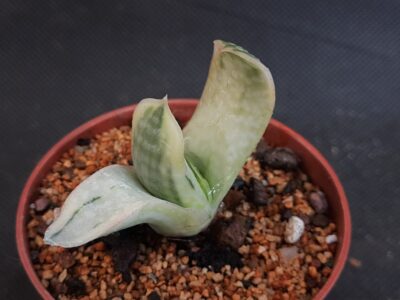 Gasteria Obtusa var.