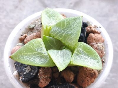 Haworthia Bayeri