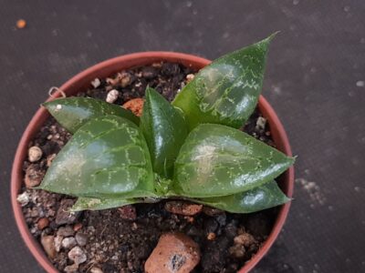 Haworthia emelyae comptoniana