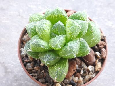 Haworthia mirror ball