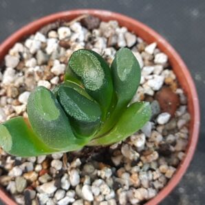 Haworthia Truncata | 54