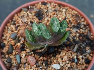 Haworthia Truncata