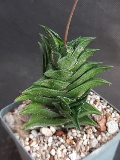 Haworthia viscosa