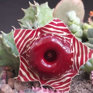 Huernia zebrina grandiflora | 55