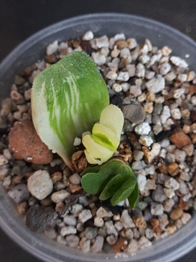 Haworthia lime green variegated
