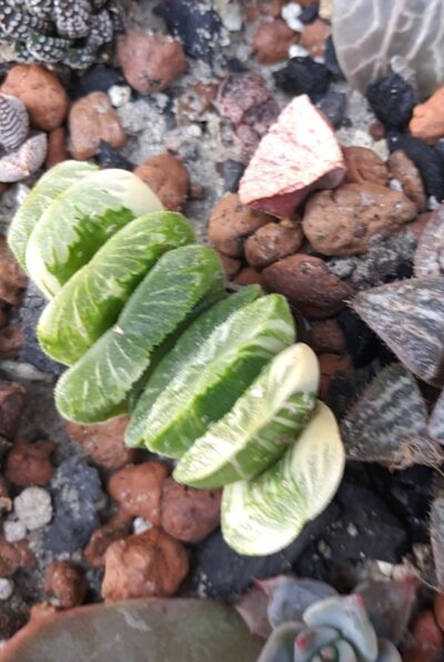 Haworthia lime green variegated - Зображення 2