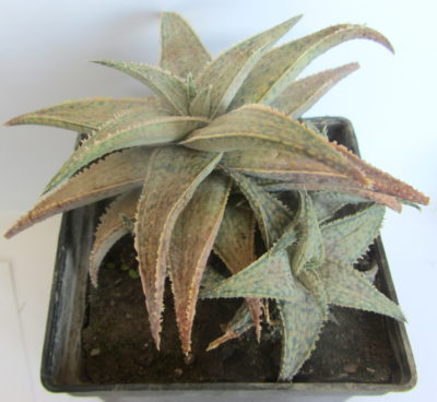 Aloe гибрид