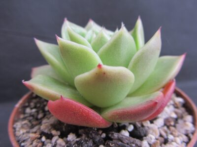 Echeveria agavoides Ladies Choice