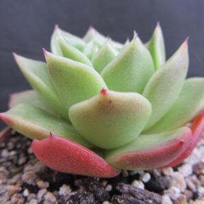 Echeveria agavoides Ladies Choice