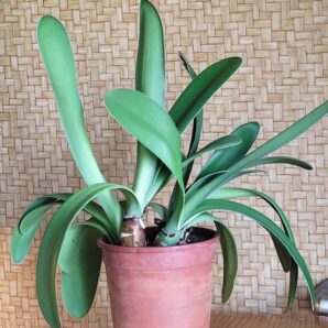 Haemanthus albiflos | 52