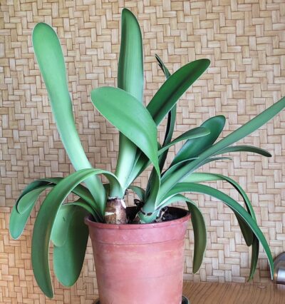 Haemanthus albiflos