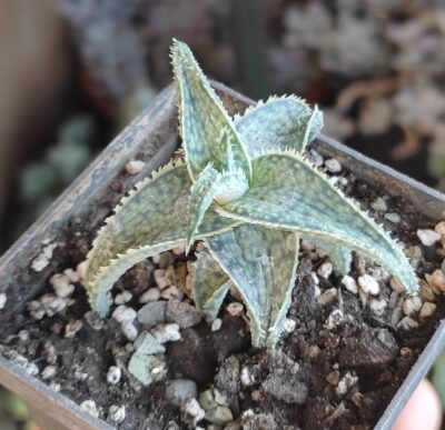 Aloe гибрид - Зображення 2
