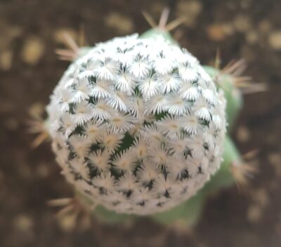 MAMMILLARIA SANCHEZ-MEJORADAE - Зображення 2