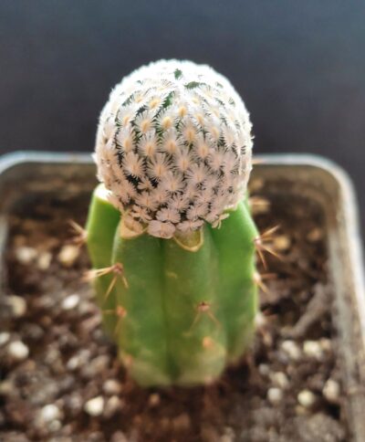 MAMMILLARIA SANCHEZ-MEJORADAE