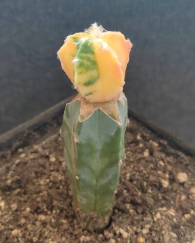 Astrophytum myriostigma variegata - Зображення 3