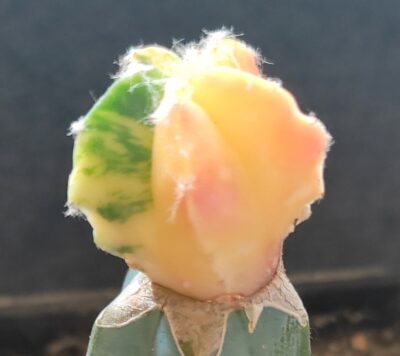 Astrophytum myriostigma variegata