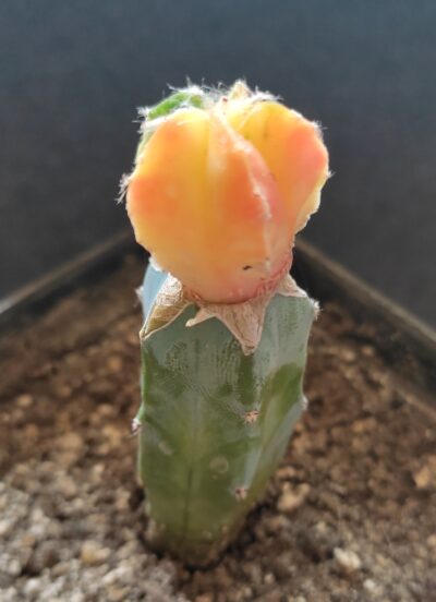 Astrophytum myriostigma variegata - Зображення 2