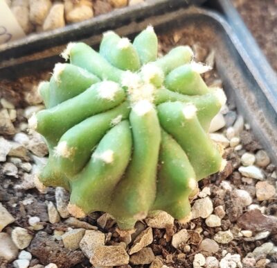Ferocactus glaucescens f. inermis - Зображення 2