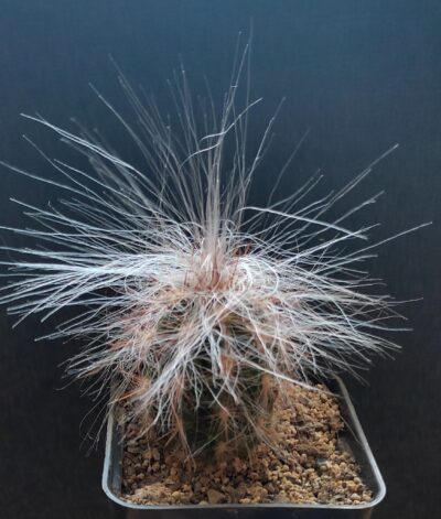 Оreocereus celsianus