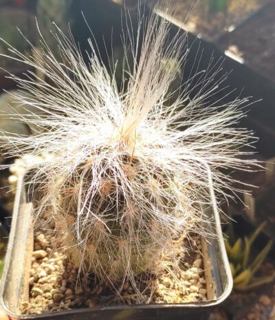 Оreocereus celsianus - Зображення 2