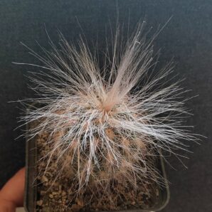Оreocereus celsianus | 71