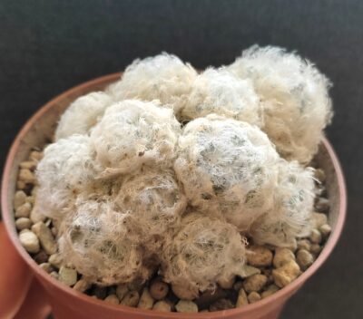 Mammillaria plumosa