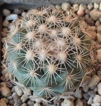 Coryphantha echinus